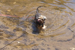 When it's 32 Degrees C what can a dog do to cool off but to have a dip in the Dordogne!