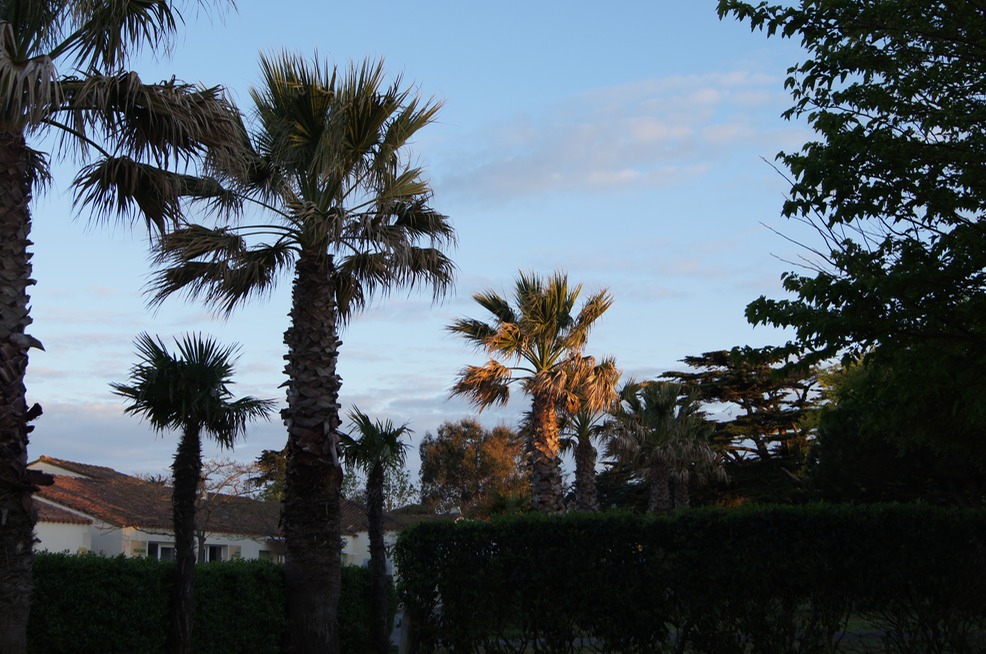 Palm Trees, La Couarde sur Mer