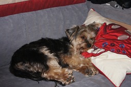 Worn out after a trip to the beach!
