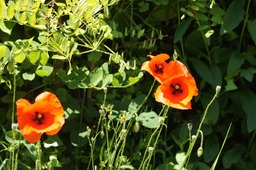 Poppies