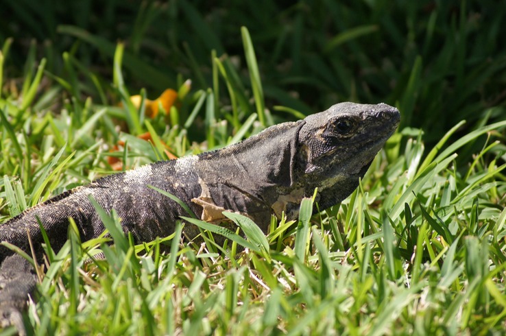 Iguana at Le Blanc