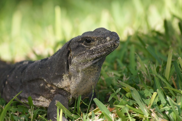 Iguana at Le Blanc Spa Resort