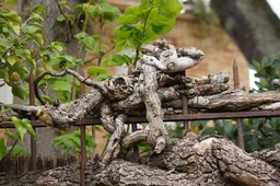 What kind of being is this?