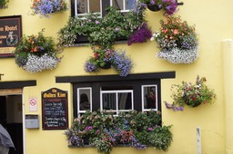 Hanging Baskets 