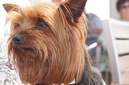 Magan crosses the Mersey