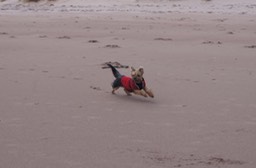 Freedom for Maya on Achnahaird Beach