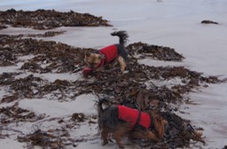 Frisbee fighting while Magan examines seaweed!